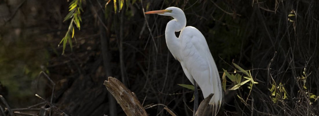 Sortie découverte des oiseaux avec la LPO